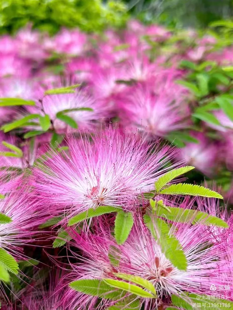清晨邂逅苏里南朱樱花